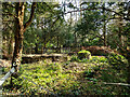 A peep into the Old Convent grounds, East Grinstead