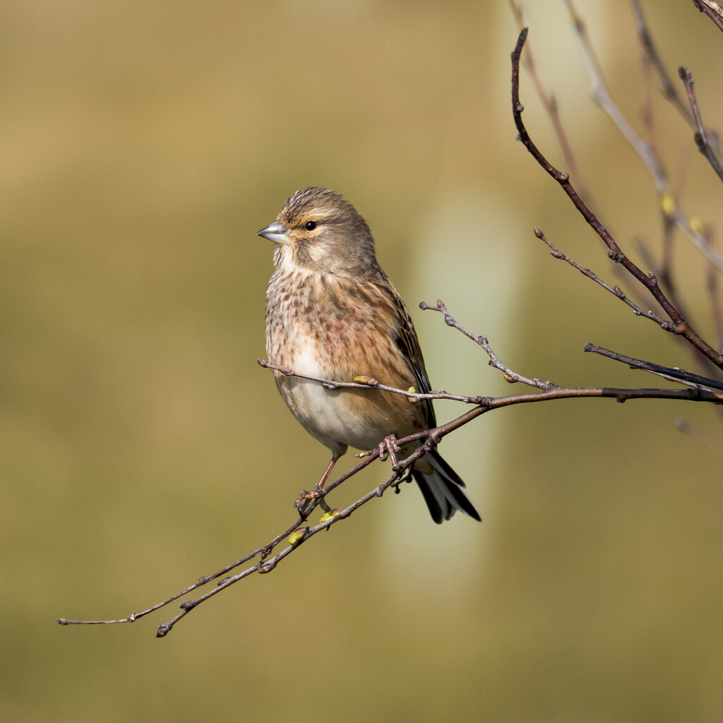 Linnet, Newtownards © Rossographer cc-by-sa/2.0 :: Geograph Ireland