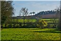 Wiveliscombe : Grassy Field