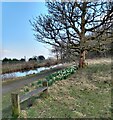 Signs of spring beside canal