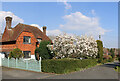 Flowering magnolia tree in Ratton, Eastbourne