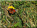 Peacock butterfly, Botera Lower