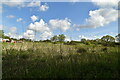 Grasses, Pook Farm