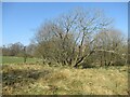 End of a stripwood, Gelvan Moor Road