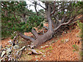 NT2637 : Fallen pine still living by Jim Barton