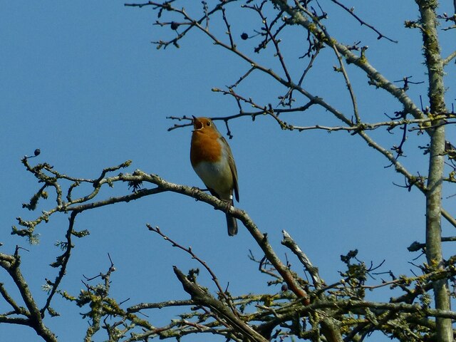 A welcoming robin, Newport Wetlands 