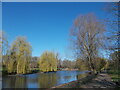 Weeping willows by the lake at Wardown Park