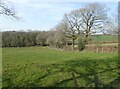 Pasture, on Ashridge Moor