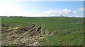 Field, Sturton Grange