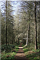 Woodland track south-east of Quatford in Shropshire