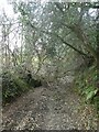 Fallen tree obstructing footpath, Lanhydrock estate