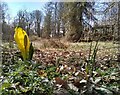 Skunk cabbage