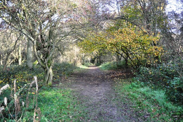 Footpath through Whipsnade Heath Woods