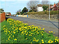 Daffodils at McAdam Way