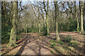 Bridleway in Peterley Wood