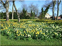 TA1968 : Daffodils beside Limekiln Lane by JThomas