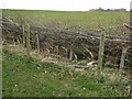 NT9305 : Hedge laying on Hob's Knowe by Russel Wills