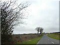 Two lone trees by B3254