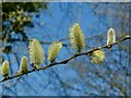 Male goat willow catkins