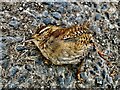 Dead wren, Mountjoy Forest West