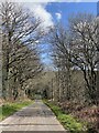 Lane towards Forest Lodge