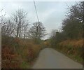 Bracken and bare trees by the road passing Bulland Downs