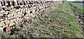 Dry stone wall and grass verge on east side of Inglewood Road