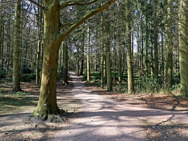 Dudmaston Comer Woods south-east of... © Roger D Kidd cc-by-sa/2.0 ...