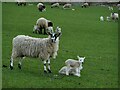 Ewes and lambs