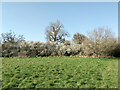 A white hedgerow, Ifield Brook Meadows