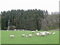 Sheep, Walton Park