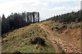 SS8088 : Trac o fewn coedwigaeth / Track within a forestry by Alan Richards