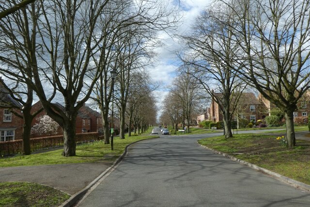 Lime Tree Avenue © DS Pugh cc-by-sa/2.0 :: Geograph Britain and Ireland