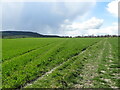 The Chiltern Way near Bledlow