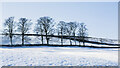 Snow-covered field with trees beyond