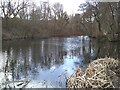 Pond, Dawsholm Park