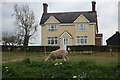 Sheep grazing outside a house on Thaxted Road, Debden