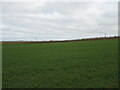 Arable  fields  rising  up  on  the  Wold  SE  of  Willy  Howe  Farm