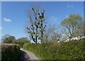 Tree, laden with mistletoe, on Aldwick Lane