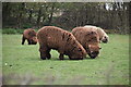 Woolly sheep, Brook Farm