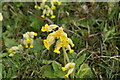 Cowslip