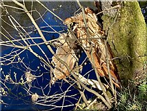 H4772 : Splintered wood, Mullaghmore by Kenneth  Allen