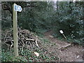 A path skirting Tyntesfield House