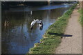 Heron, Grand Union Canal near bridge #203