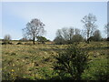 South-west corner of Rossie Moor