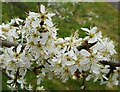 Prunus blossom