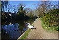 Grand Union Canal towards bridge #202