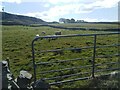 R1087 : Sheep near Lahinch by colm