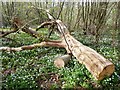 Felled tree, Tennant Wood, Badlesmere