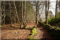 A boundary of Blackmuir Wood, Strathpeffer